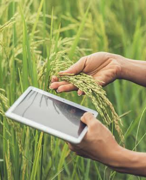 Técnico em Agronegócio